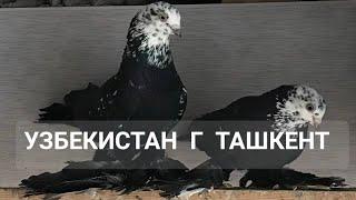 ГОЛУБИ Д.ДИЛШОДА,ТАСМАН,АГАРАН,ГУЛЬСАР, СИЗАК,ЖУК,И ДРУГИЕ TAUBEN PIGEONS