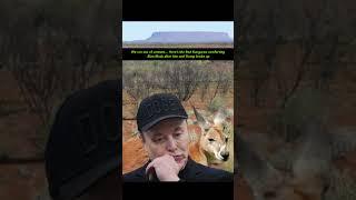 gnarly ~ breakup (you’ll never guess who gave him the blackeye)#surfsupcali #kangaroo #elonmusk