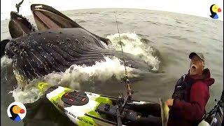 HUGE Whale Surprises Guy on Kayak | The Dodo