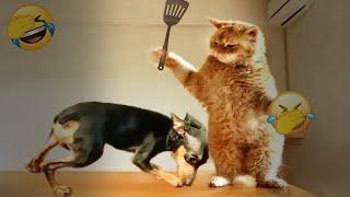 Funniest Cats and Dogs Videos  Funniest Catss ️