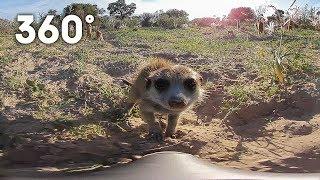 Funny meerkats playing in the desert 360 video | Animals with Cameras | BBC Earth Explore