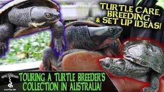 TOURING A TURTLE BREEDER'S COLLECTION IN AUSTRALIA!