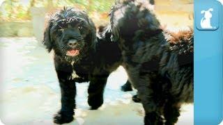 Portuguese Water Dog Puppies - Puppy Love