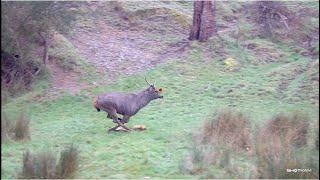 Driven Fox Hunt with Chiappa Triple Crown 20G and Jagd and Jack Russell Terrier Victoria 18/08/2024