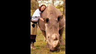 The Last Northern White Rhino In The World