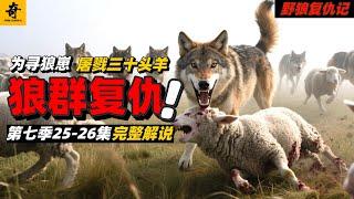 大型紀錄片【野狼復仇記】第七季25-26集，狼群報復屠戮羊群，烟霧再次配種，牧民飼養狼崽，人類又該如何為自己的行為負責？#坎高犬#狼#牧羊犬#狗#狼群#土耳其#动物世界#動物解説#動物世界