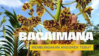 Cara membungakan anggrek tebu??? Grammatophyllum Speciosum///Anggrek Watu Ulo