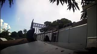 Saito pichona de seis meses #12