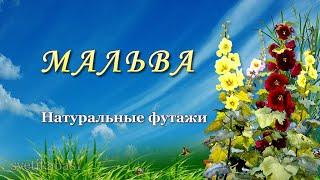 Красота цветущего лета Мальвы в моем саду Malva flowers Very beautiful music Натуральный футаж