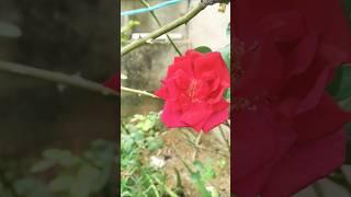 गुलाब का फूल|Rose #viralvideo #flowers #rose #rosé #naturelovers #naturebeauty #garden #gardening