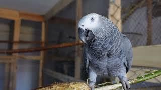 przenosimy papugi żako do nowej woliery,we move the African grey parrots to a new aviary,