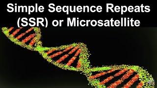 Simple Sequence Repeats SSR or Microsatellite