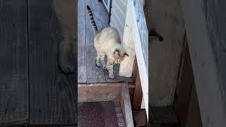 Снежка встречает! #cat #catvideos #catlover