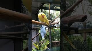Cute Ringneck Parrots  #shorts