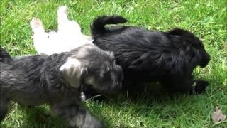 PARTI miniature schnauzer CZ
