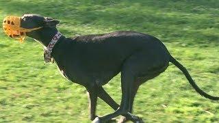 Greyhounds Chase the Fastest Husky at a Dog Park