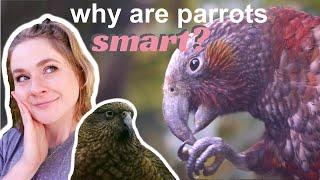 How New Zealand’s kea and kākā evolved to become intelligent // comparing parrot and ape evolution