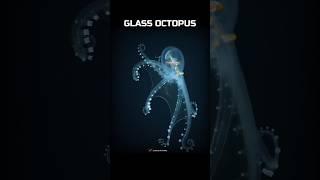 Transparent, animals that are nearly invisible!  #Shorts #Animals #Nature #Earth #Science