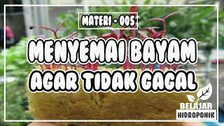 Materi 005 - Menyemai Bayam Agar Tidak GAGAL #BelajarHidroponik