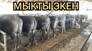 Чылк семиз экен булар