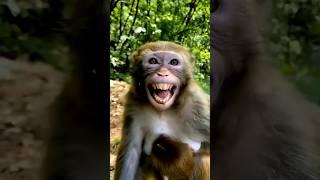 Nakal utarta hai Bandar wali video  #comedy #monkey #animals #funnymonkey #funnyface