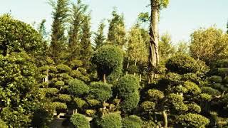 Paramount Plants - Japanese Cloud Trees (Short Version)