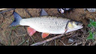 #156 Мормышинг | Clear Blue Crystar 56 Finder | Голавль на 3 кг. |