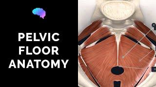 Pelvic Floor Anatomy (3D Anatomy Tutorial) | UKMLA | CPSA | PLAB 2