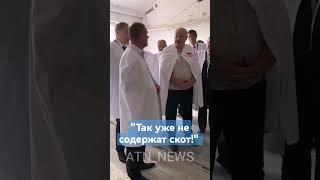 Лукашенко на ферме: Какой у тебя привес здесь? #лукашенко #президентбеларуси #уборочная #хозяйство