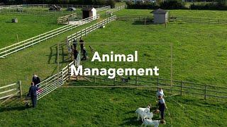 Animal Management