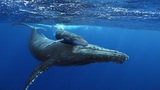 Chat with Humpback Whale-First Time