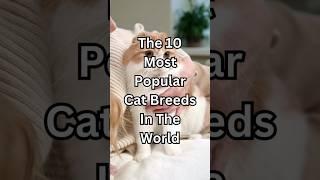 The Top 10 Most Popular Cat Breeds In The World! #shorts #cat #top10