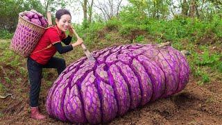 Women Unearthing Cracked Purple Yam! Unbelievable Size and Vivid Color Surprise Everyone!