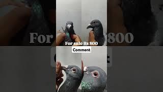 Homer pigeon for sale comment