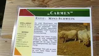 Österreich Mini Schwein. Австрия карликовая свинья. Семя маленьких свинок . Ферма маленьких поросят