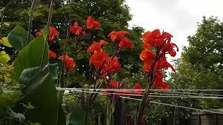 Canna Tropicana's