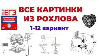 РАЗБИРАЕМ ВСЕ ЗАДАНИЯ С КАРТИНКАМИ ИЗ СБОРНИКА РОХЛОВА 2024 (1-12 варианты)