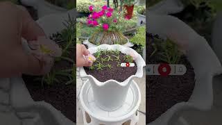 Cut planting portulaca flower in pot #bonsai #handmadeplanter #garden #gardenflower