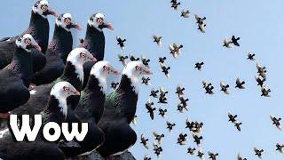 Meerut Se Khalifa Ayyub K Kaale Chandne Kabootar Ka Shok | Meerut Ki Kabutarbazi | Racing Pigeon