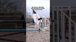 Are ponies better than horses?