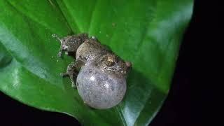 Frog calling | Dotted bubble-nest frog (Theloderma albopunctatum)