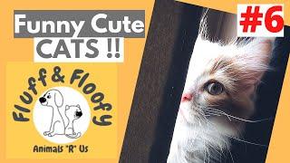 Mom Cat grabs food FROM HER KITTEN & Cat DOING MATHS! #shorts