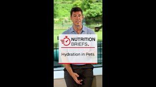 Nutrition Briefs - Hydration in Pets | CentreSquare from Purina Institute