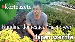 Nandina domestica 'Fire power' - Japán szentfa - Megyeri Szabolcs online Kertészet Szeged