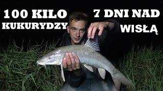 Wrzuciliśmy 100 kilo kukurydzy do Wisły. Co się stanie ? Czy karpie żyją w Wiśle?WWW.CARPMAFIA.PL