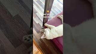 Masumiyetine Kurban olduğum zıpırrr  zıpır zıpır #short #kediler #kedibakımı #hayvanlar