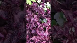 КРАСИВОЕ СОЧЕТАНИЕ ..ВЕЧНОЦВЕТУЩАЯ  БЕГОНИЯ и КОЛЕУС #coleus #begonia #relax