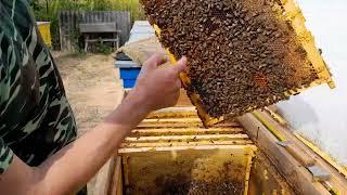 Autumn work at the apiary | Condition of bee families at the beginning of September