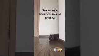 как я иду в понедельник на работу 