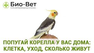 Попугай Корелла у Вас Дома : Клетка, Уход, Сколько Живут // Сеть Ветклиник Био-Вет